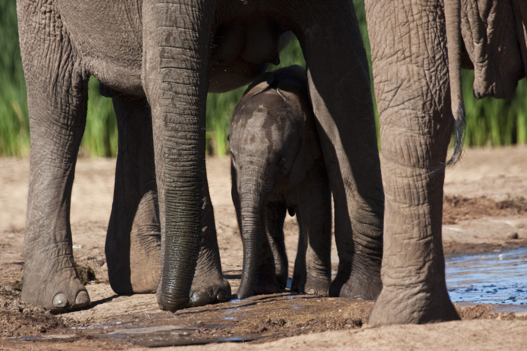 elephant000008 large - Adventure Tours & Safaris - Gqeberha Tours